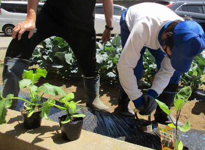 苗植え（4月下旬～5月上旬）