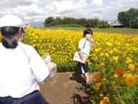 花の丘では１０月中旬までコスモス祭りが開催